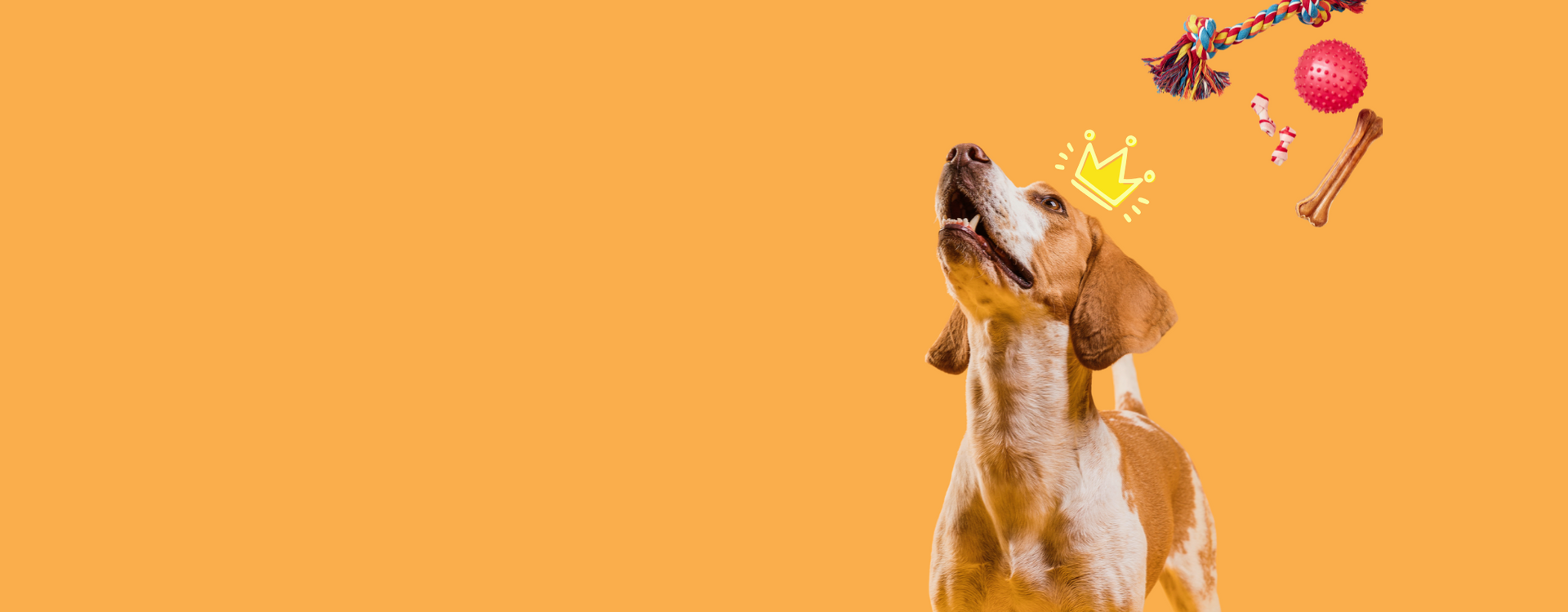Dog looking up at a toy with various dog toys illustrated above on an orange background