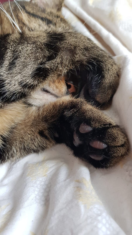 🐱 Les chats sont-ils de petits génies ? 10 fun facts qui vont vous surprendre !