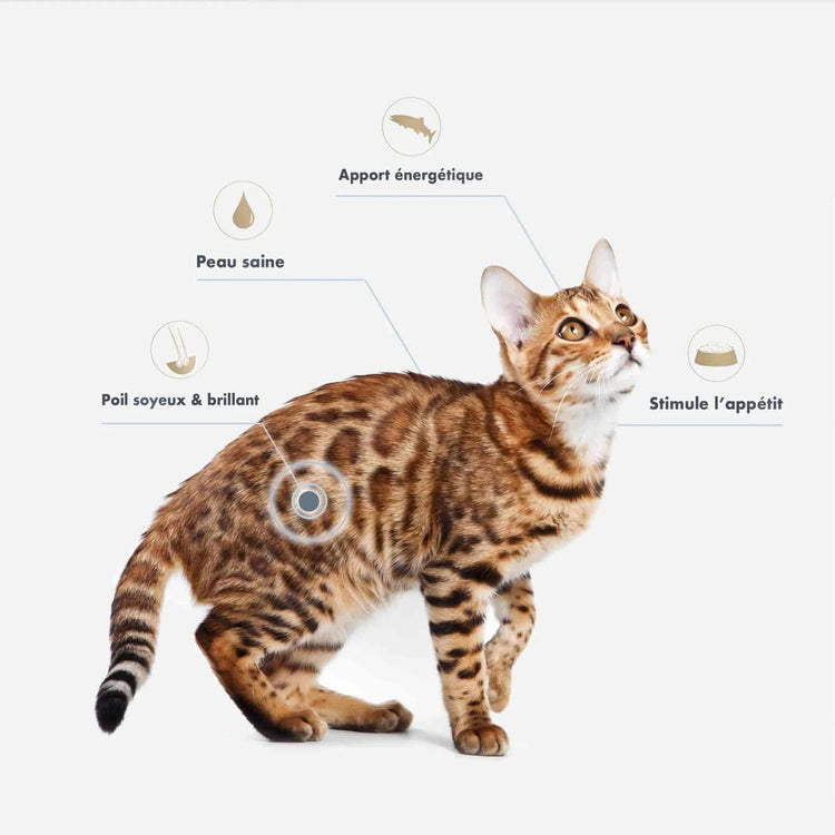 Ultra Premium Direct Huile De Saumon Supplément Pour Chien Et Chat