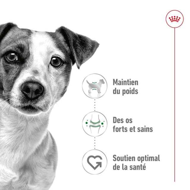 Royal Canin Aliment Sec Chien Mini Adult